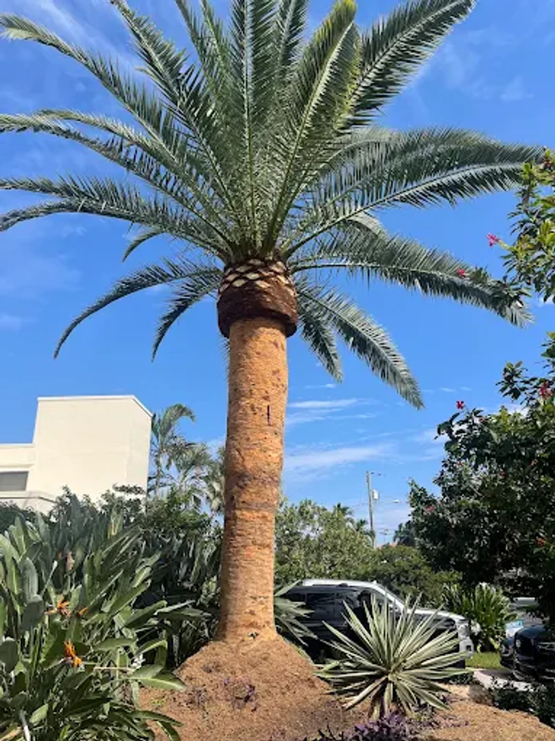 tree services project 10