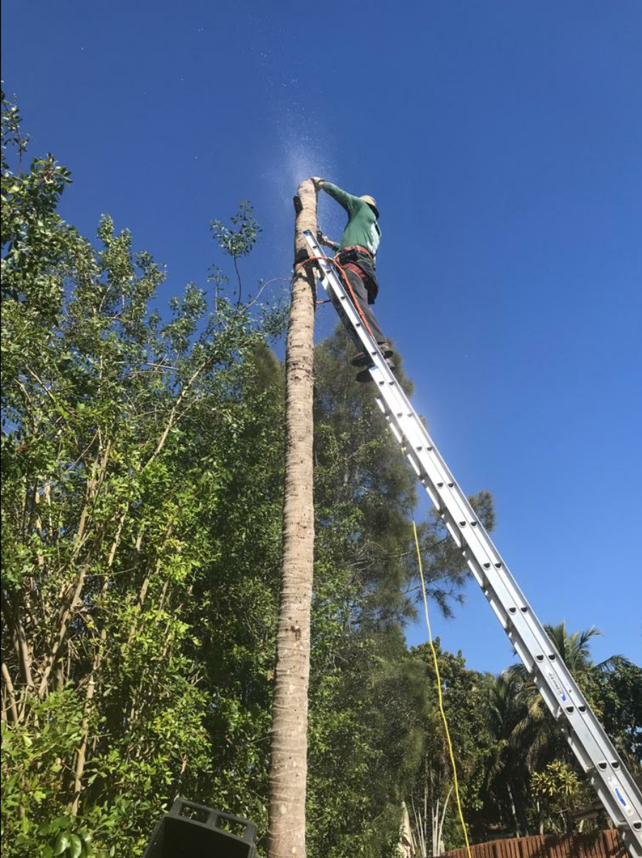 tree services project 2