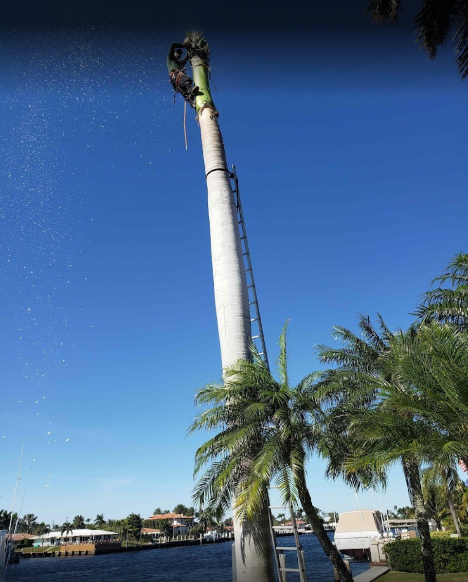 tree services project 3