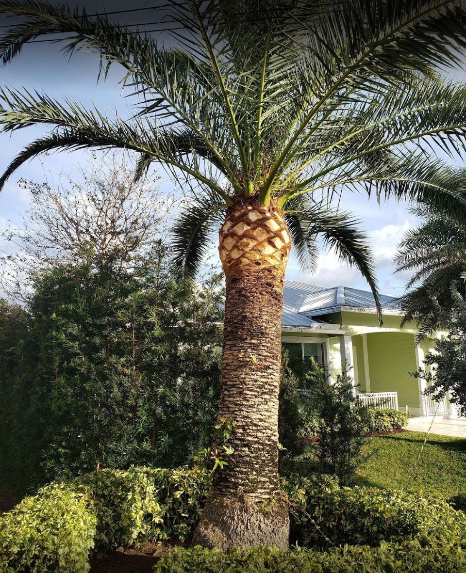 tree services project 5