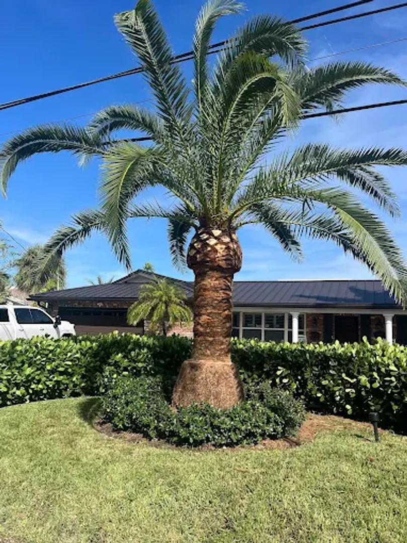 tree services project 6