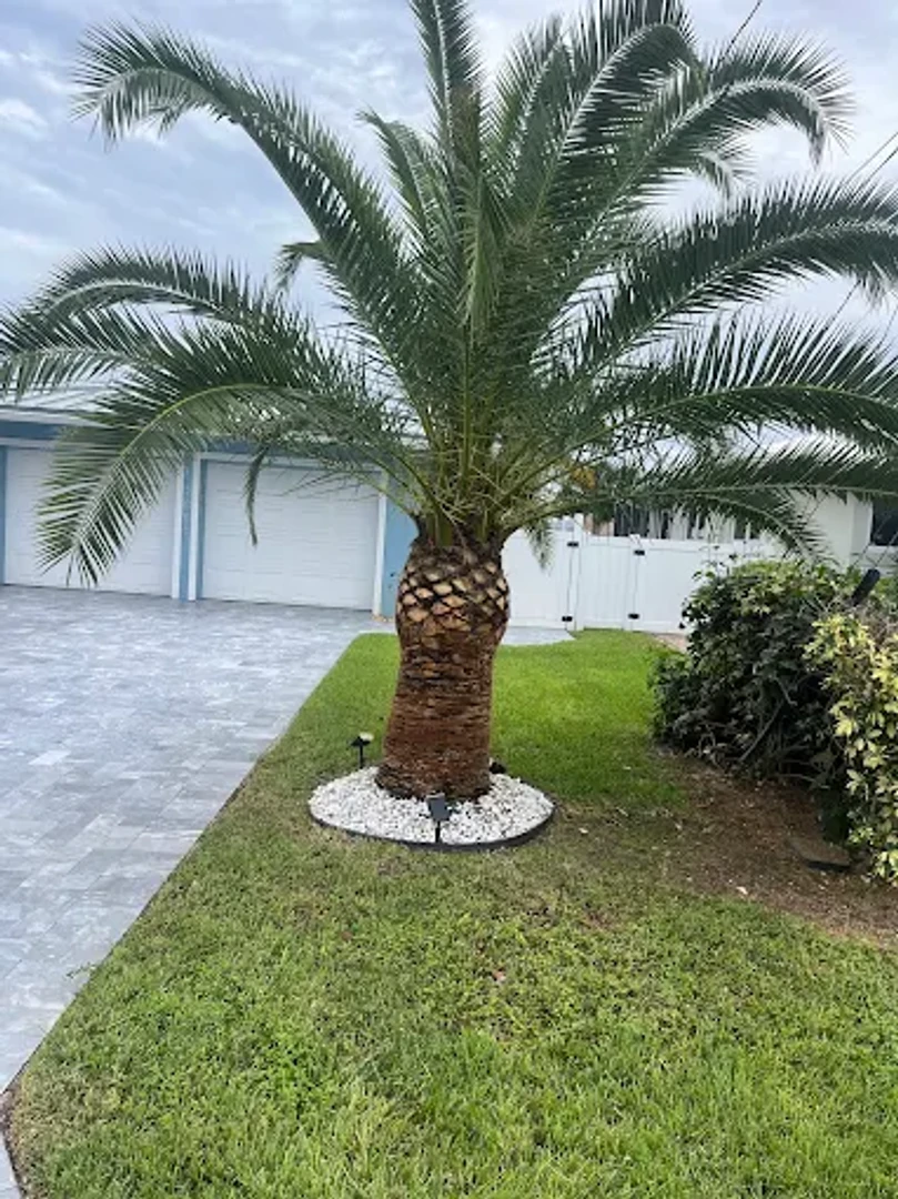 tree services project 7