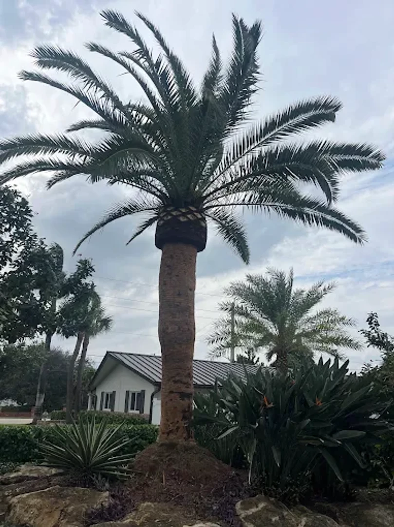 tree services project 8