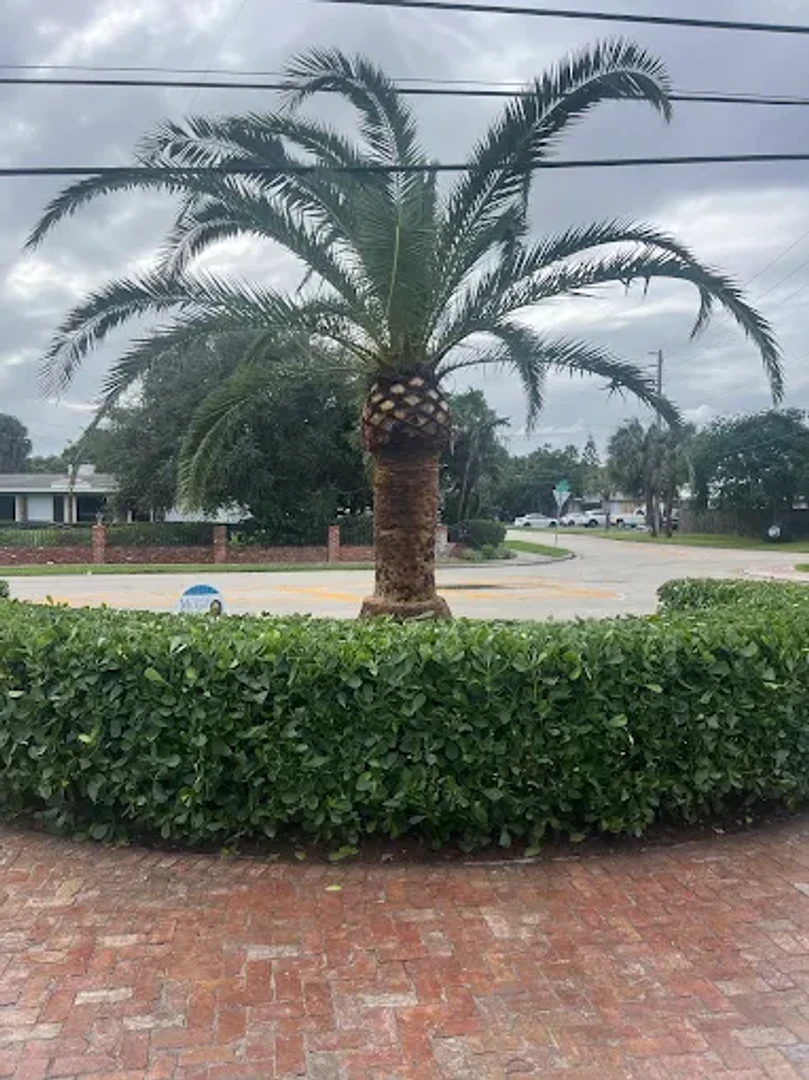 tree services project 9